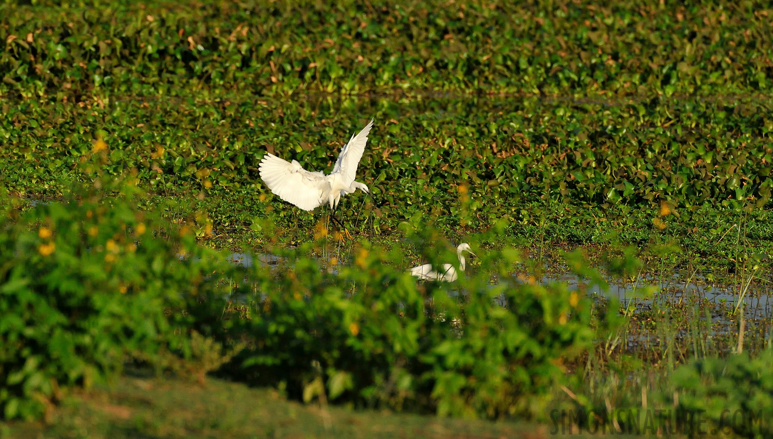 Egretta garzetta garzetta [550 mm, 1/4000 Sek. bei f / 8.0, ISO 2500]